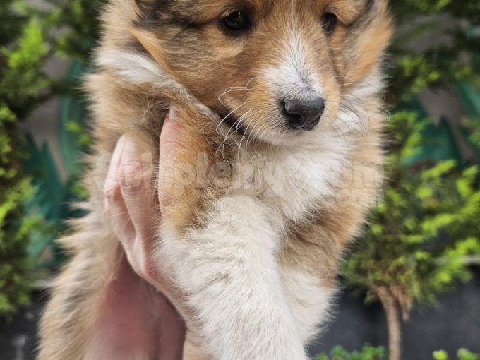 Turkiye De Nadir Bulunan Saf Kan Sheltie Collie